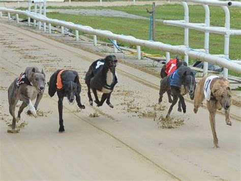 Harlow greyhound card Must be